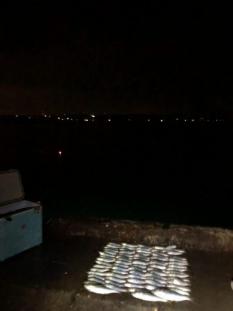 アジングで中アジ！