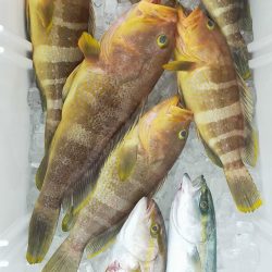 アオハタ高活性