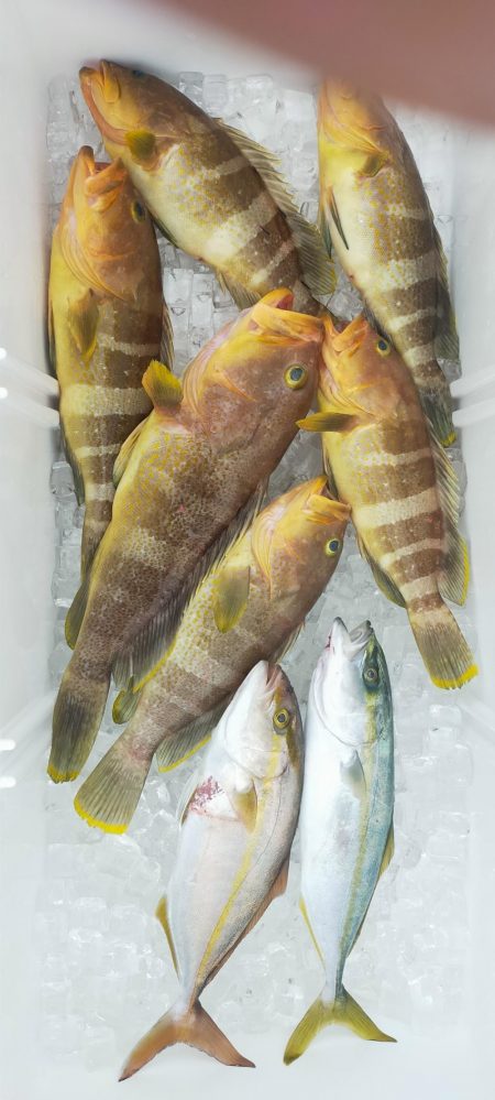 アオハタ高活性