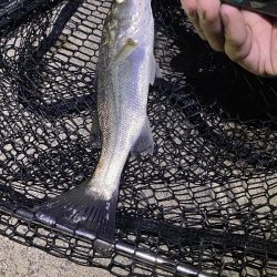 名古屋港シーバス