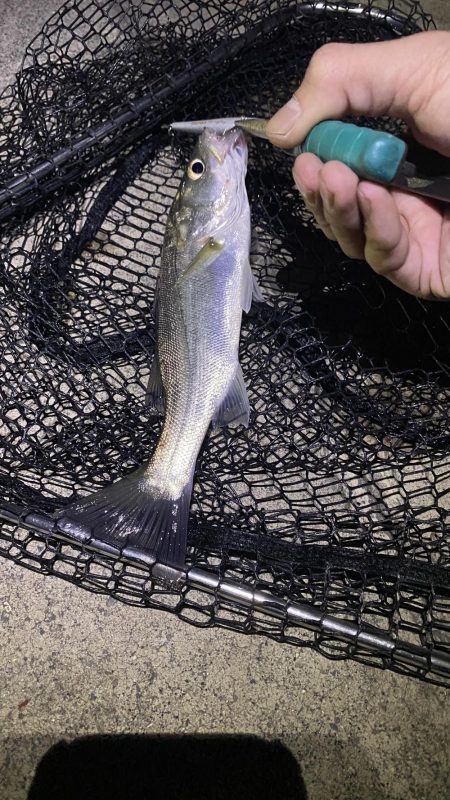 名古屋港シーバス