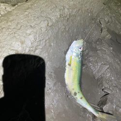 夕食にシーバスを頼まれて