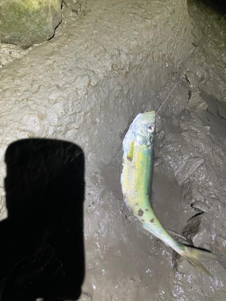 夕食にシーバスを頼まれて