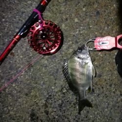 2021/10/02 南港ヘチ釣り