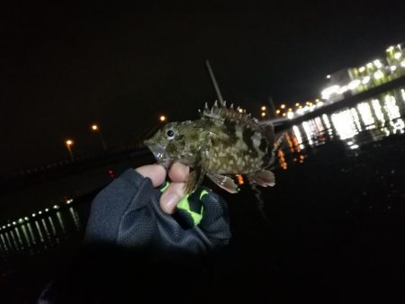 2021/10/03 南港ヘチ釣り（根魚狙い）