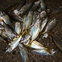 豆アジも考えを変えれば