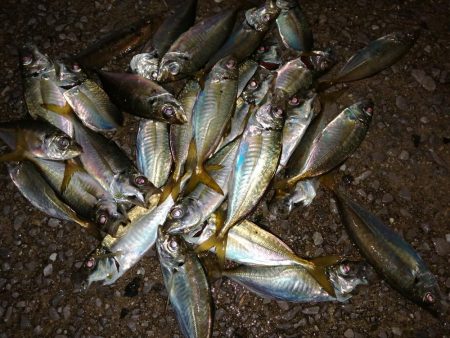 豆アジも考えを変えれば