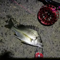 2021/10/04 南港ヘチ釣り