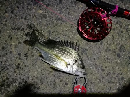 2021/10/04 南港ヘチ釣り