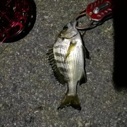 2021/10/06 南港ヘチ釣り