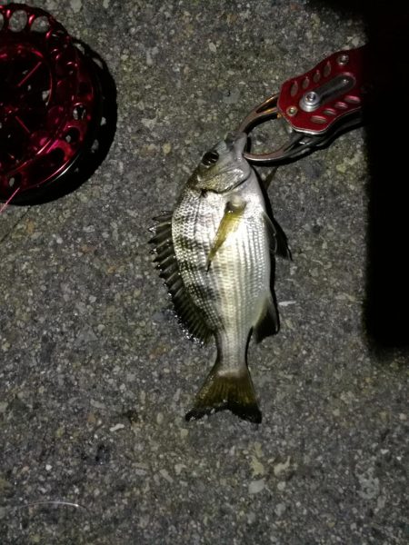 2021/10/06 南港ヘチ釣り