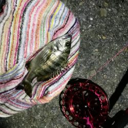 2021/10/07 南港ヘチ釣り（根魚狙い）