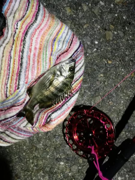 2021/10/07 南港ヘチ釣り（根魚狙い）