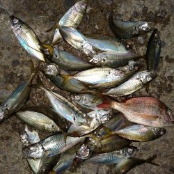 豆アジ時々アジ