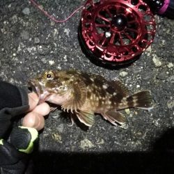 2021/10/09 南港ヘチ釣り