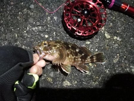 2021/10/09 南港ヘチ釣り