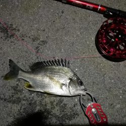 2021/10/10 南港ヘチ釣り（根魚狙い）