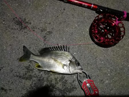 2021/10/10 南港ヘチ釣り（根魚狙…