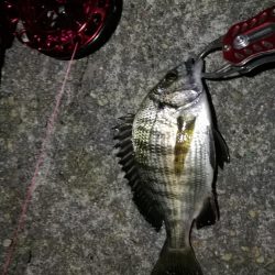 2021/10/14 南港ヘチ釣り