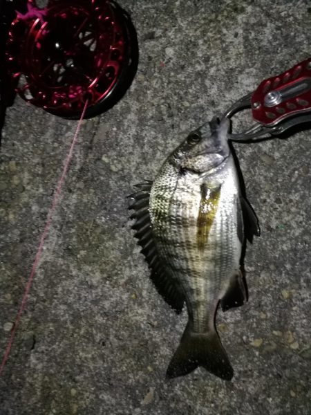 2021/10/14 南港ヘチ釣り