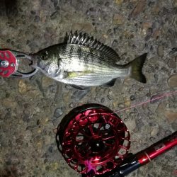 2021/10/15 南港ヘチ釣り（根魚狙い）