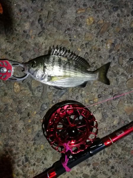 2021/10/15 南港ヘチ釣り（根魚狙…