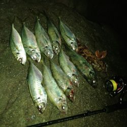 (尺アジ)フロートゲーム