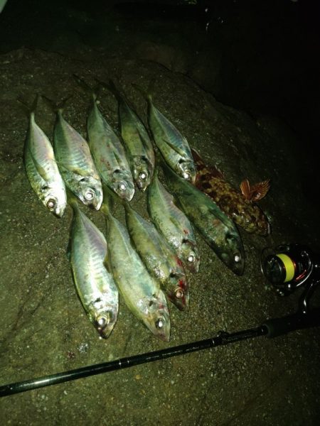 (尺アジ)フロートゲーム