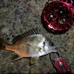 2021/10/17 南港ヘチ釣り