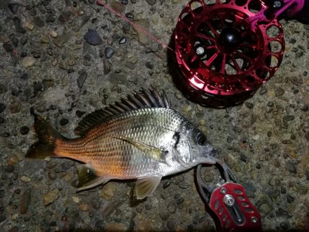 2021/10/17 南港ヘチ釣り