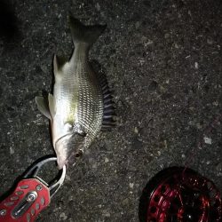 2021/10/18 南港ヘチ釣り(根魚狙い)