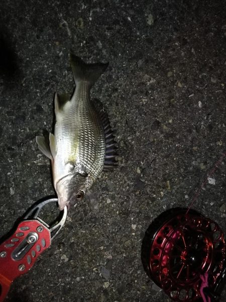 2021/10/18 南港ヘチ釣り(根魚狙い)