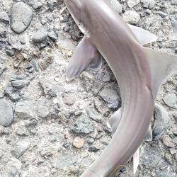 最後にドラマが