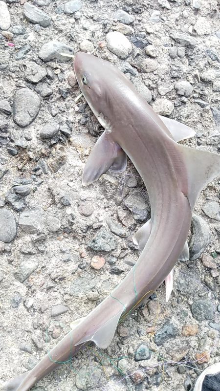 最後にドラマが