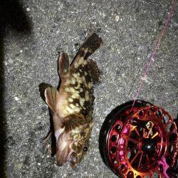 2021/10/21 南港ヘチ釣り