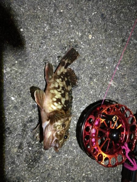 2021/10/21 南港ヘチ釣り