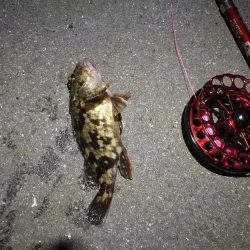 2021/10/22 南港ヘチ釣り（根魚狙い）