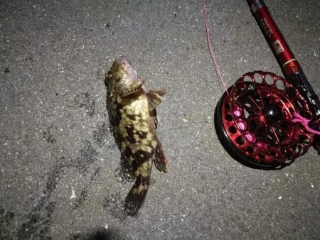 2021/10/22 南港ヘチ釣り（根魚狙い）