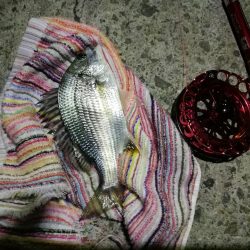 2021/10/24 南港ヘチ釣り