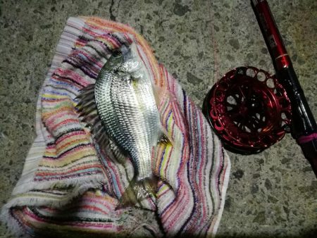 2021/10/24 南港ヘチ釣り