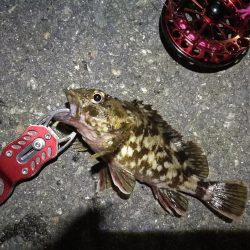 2021/10/25 南港ヘチ釣り（根魚狙い）