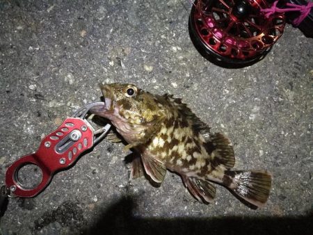 2021/10/25 南港ヘチ釣り（根魚狙い）