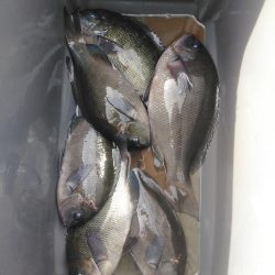 フカセ‥最高ですネ・・