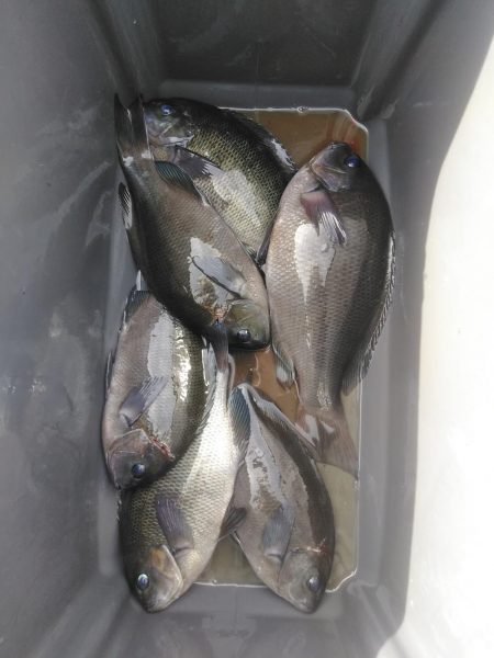 フカセ‥最高ですネ・・