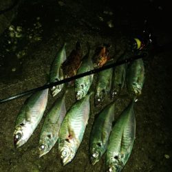 (尺アジ)フロートゲーム