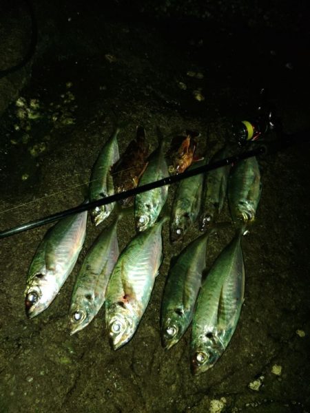 (尺アジ)フロートゲーム