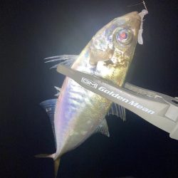 舞洲活性低いけどやや復調 と スローなアジングのライン選択