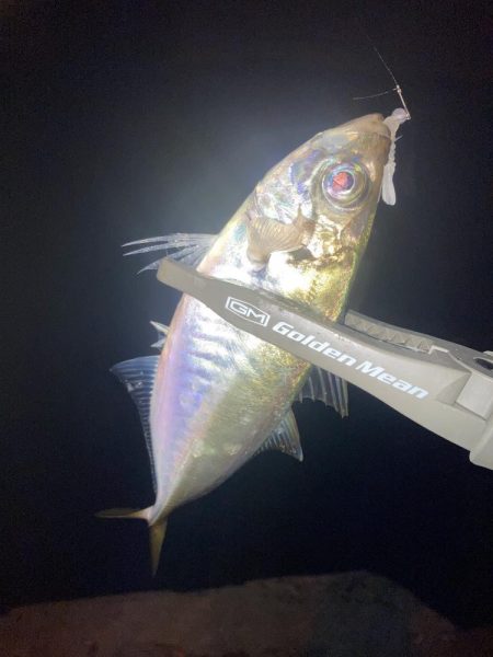 舞洲活性低いけどやや復調 と スローなアジングのライン選択