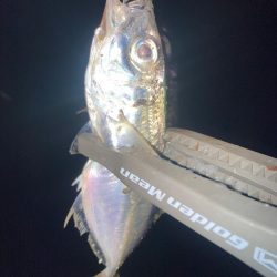 ヨコシマなアジング