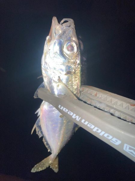 ヨコシマなアジング